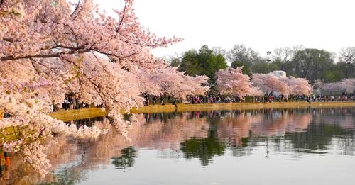 cherry blossoms in full bloom